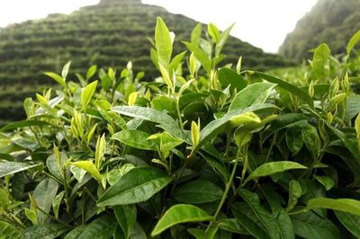 邵陽豬血丸子成了非遺項(xiàng)目,還有5個是這些!